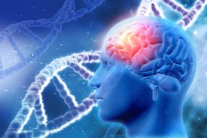 Cerebro , adaptacion y conducta
